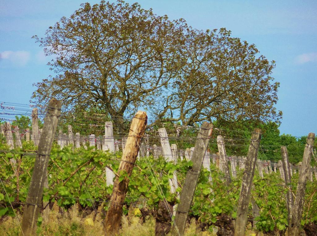 Oeno-tonneaux Séjour à la ferme Lugny